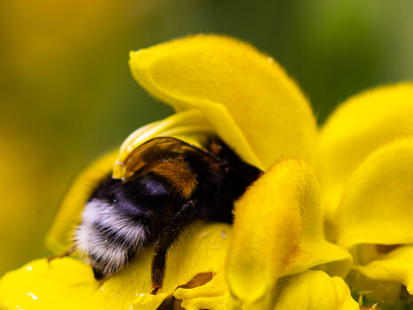 Bourdon (Bombus terrestris) ©Camille Jan-Baudens
