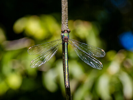 Leste vert (Chalcolestes viridis) ©Camille Jan-Baudens