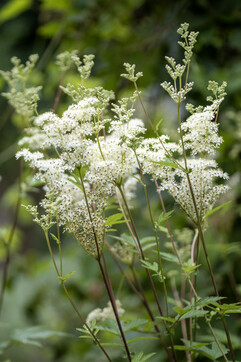 Reine des prés (Filipendula ulmaria) ©Camille Jan-Baudens
