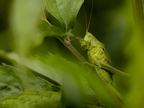 Sauterelle verte (Tettigonia viridissima) ©Camille Jan-Baudens