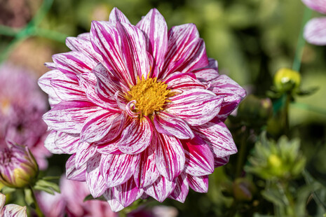 Dahlia 'Porthos' ©Camille Jan-Baudens