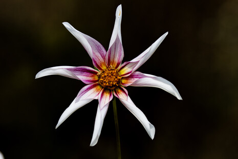 Dahlia 'Honka Fragile' ©Camille Jan-Baudens
