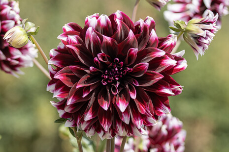 Dahlia 'Contraste' ©Camille Jan-Baudens