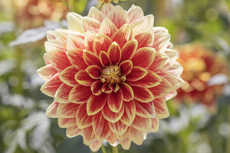 Dahlia 'Caballero' ©Camille Jan-Baudens