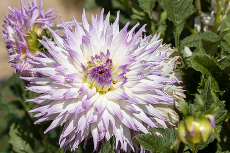 Dahlia 'Atalante' ©Camille Jan-Baudens