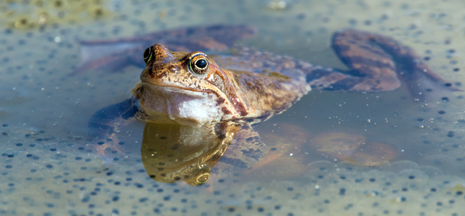 Grenouille rousse ©Adobe stock
