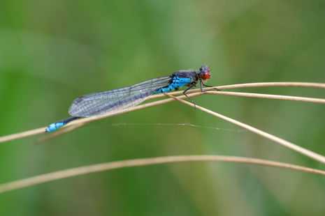 Naiade aux yeux rouges ©Adobe stock