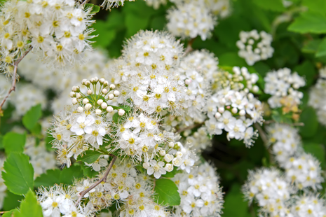 Reine des prés ©Adobe stock