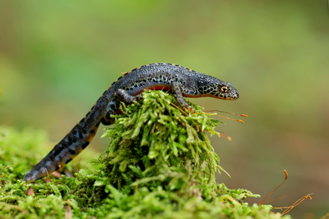 Triton alpestre ©Adobe stock