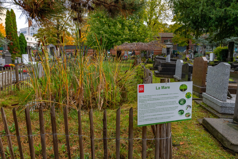 Une mare au cimetière de l'est ©Daniel Rapaich Dicom Ville de Lille