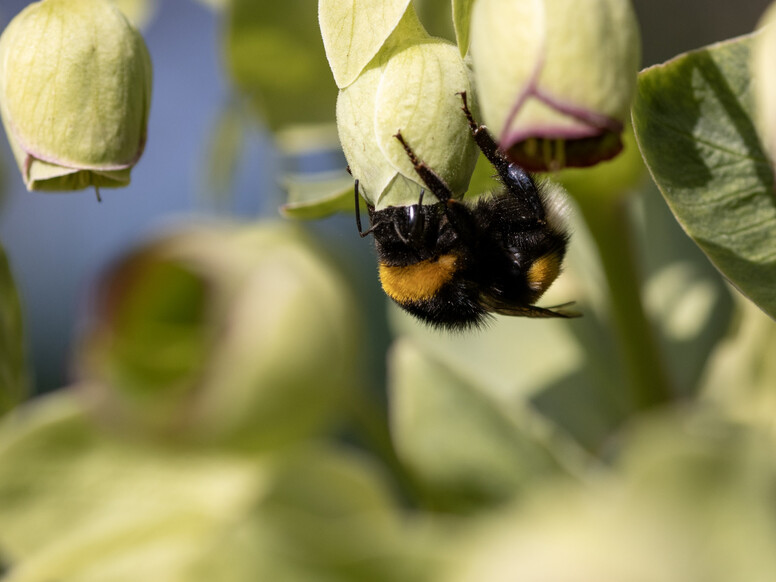 Bourdon (Bombus sp.) ©Camille Jan-Baudens