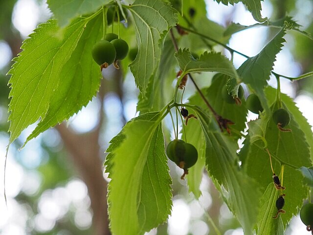 Celtis australis ©Teresa Grau Ros