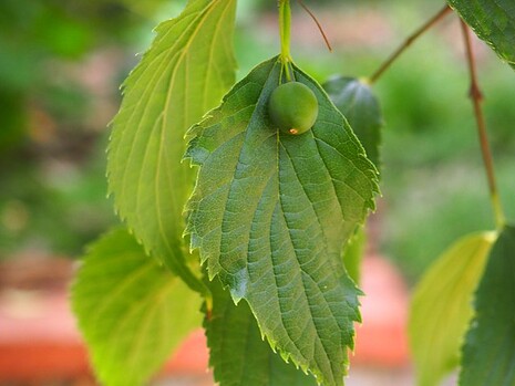Celtis_australis ©Teresa Grau Ros