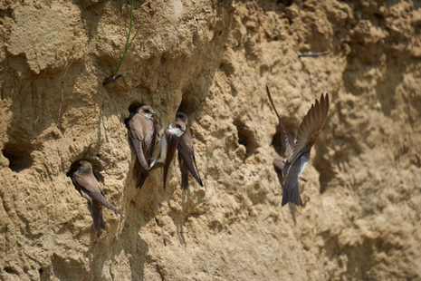 Hirondelle de rivage  ©Adobe stock