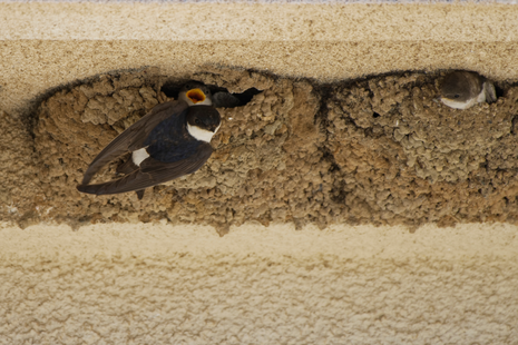 Nids hirondelles de fenêtre ©Adobe stock