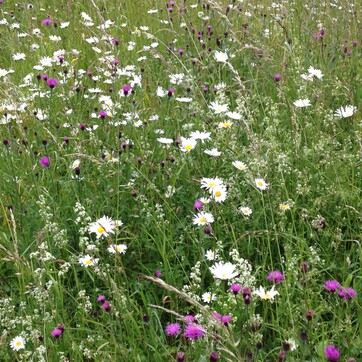 Prairie fleurie