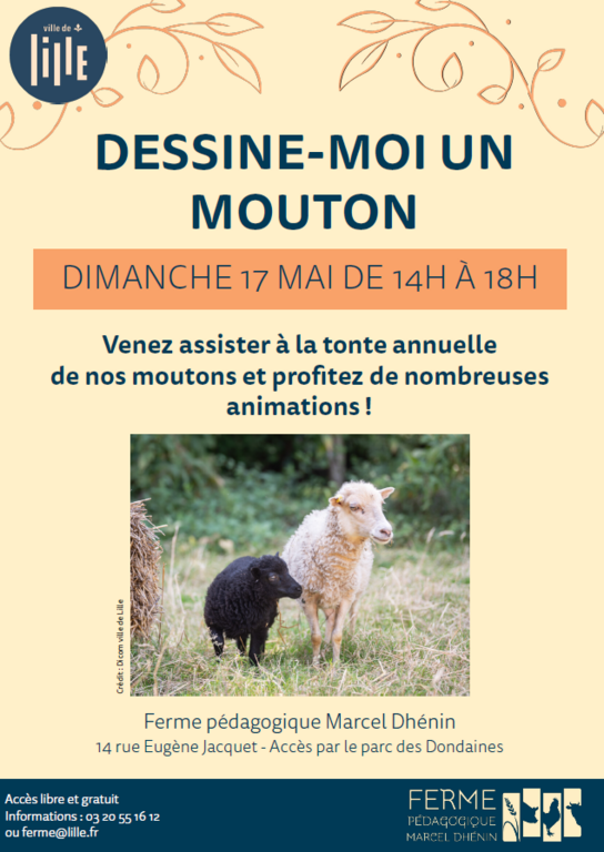 Tonte des moutons à la ferme