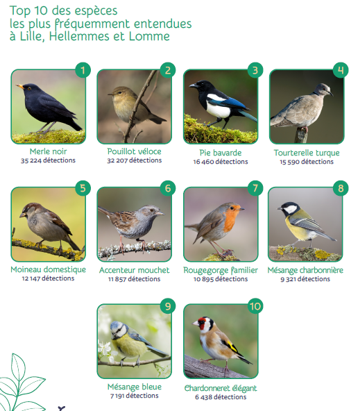 Top 10 oiseaux