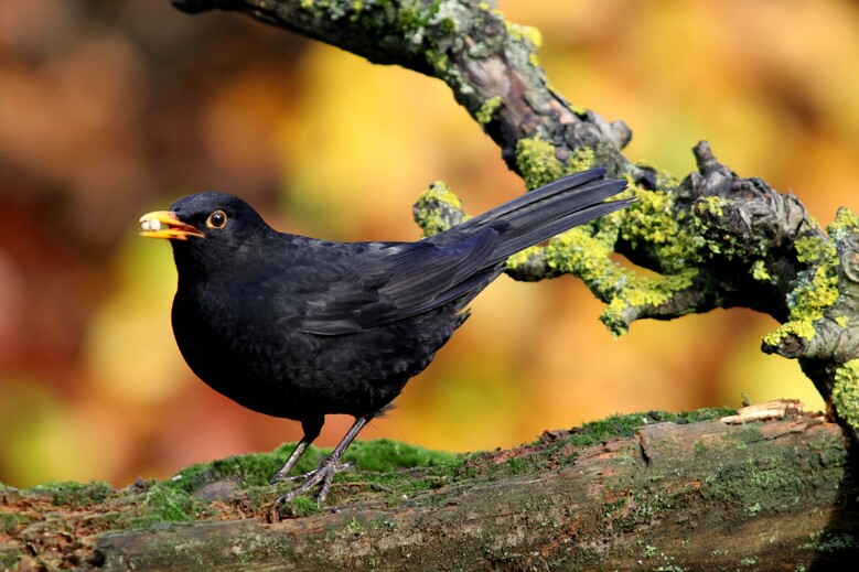 Quand et comment nourrir les oiseaux / Nos conseils / Nature à