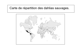 Dahlia 111 Dahlia 111
