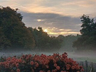 dahlia jsp dahlia jsp