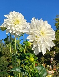 dahlia tempete de neige dahlia tempete de neige