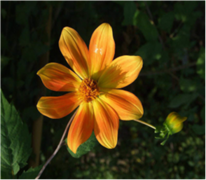 dhalia coccinelle dhalia coccinelle