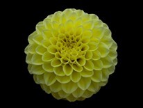 fond noir 3 dahlia fond noir 3 dahlia