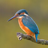 Copyright Andreas Trepte