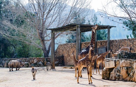 Zoo de Jérusalem