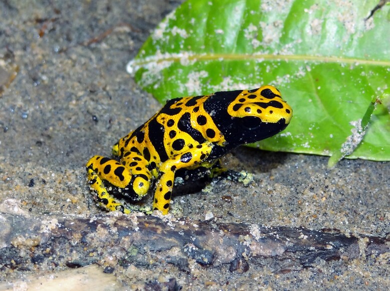 Dendrobate leucomelas