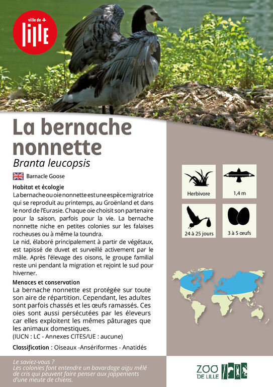 Fiche bernache nonnette