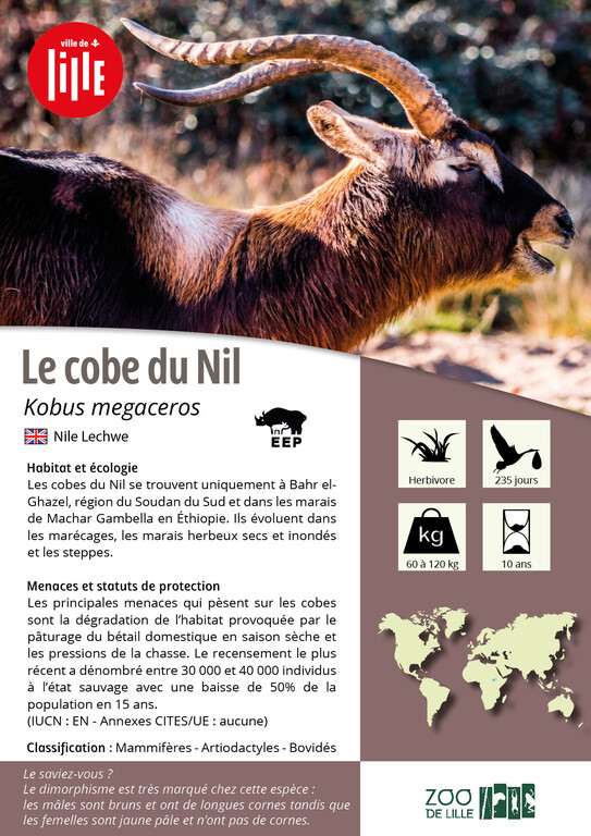 Fiche espèce du Cobe du Nil