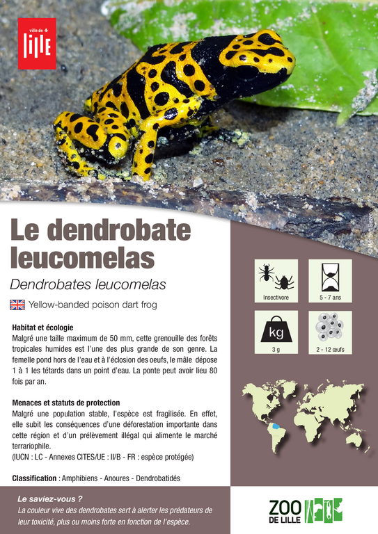 Fiche espèce du Dendrobate leucomelas