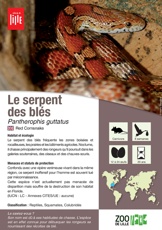 Fiche espèce du serpent des blés