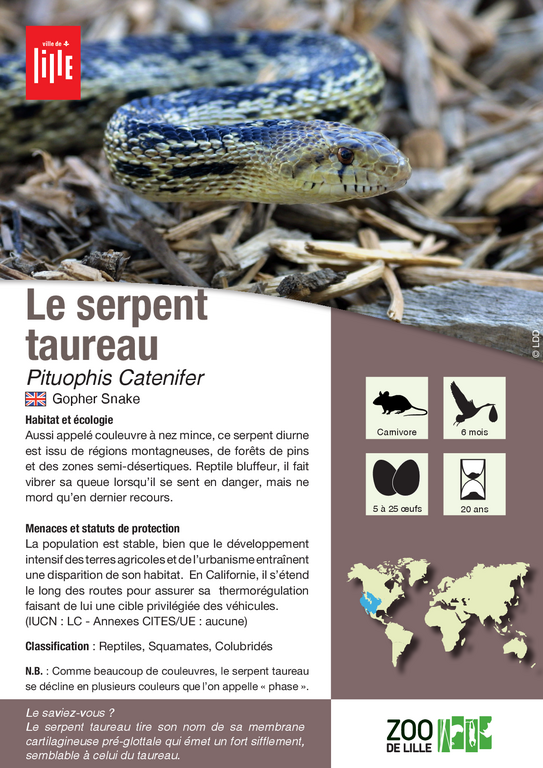 Fiche espèce du serpent taureau