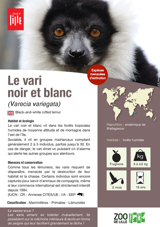 Fiche espèce du vari noir et blanc
