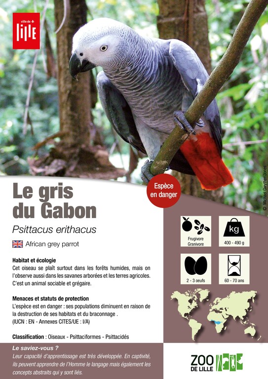 Le Gris du Gabon / Les animaux du zoo / Zoo de Lille www.lille.fr/ZoodeLille