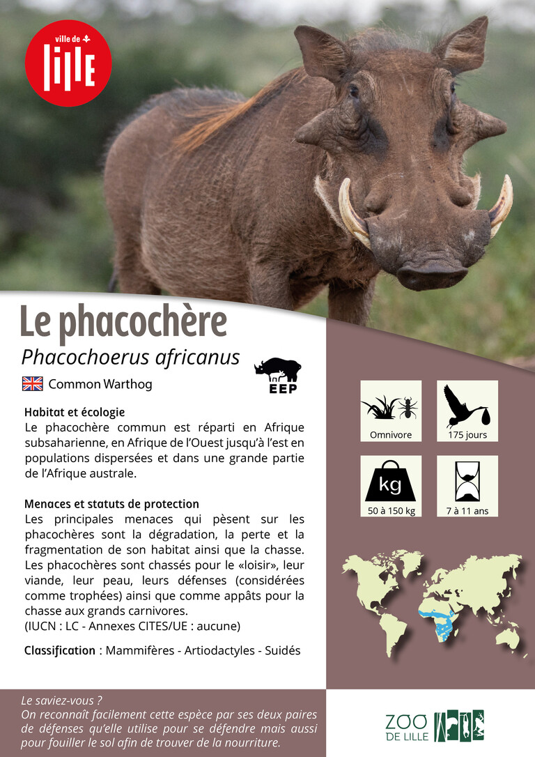 Fiche espèce phacochère