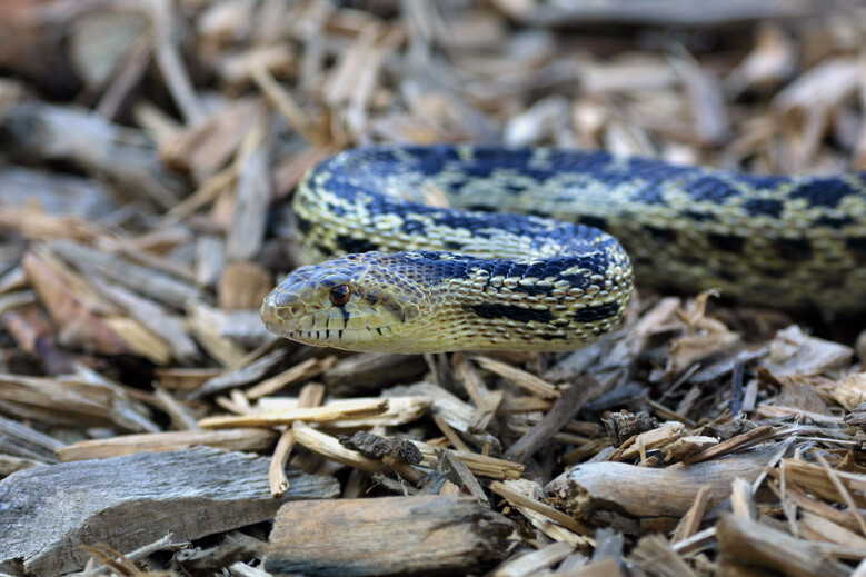 Serpent taureau