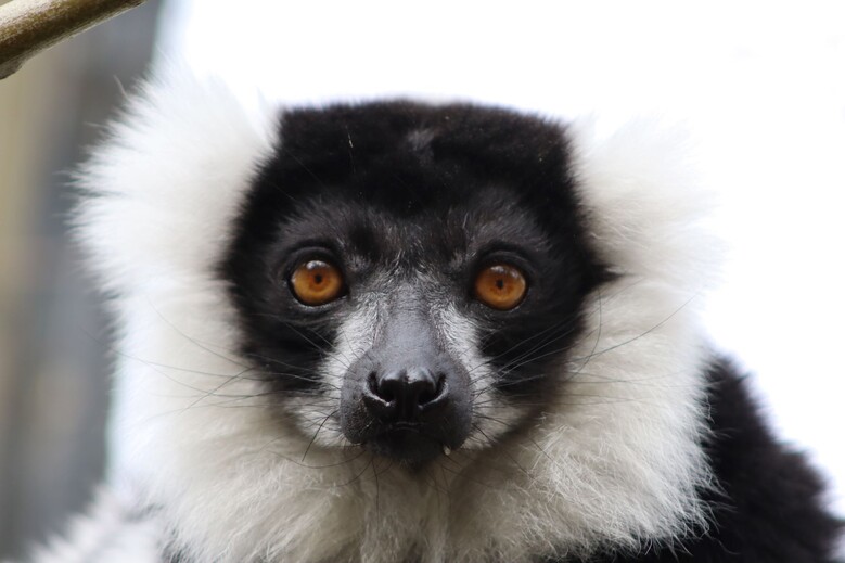 Vari noir et blanc