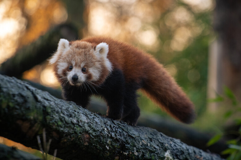 Des nouvelles de Pyaro et Meï, les jeunes pandas roux / Actualités / Zoo de  Lille - /Zoo-de-Lille