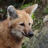Loup à crinière