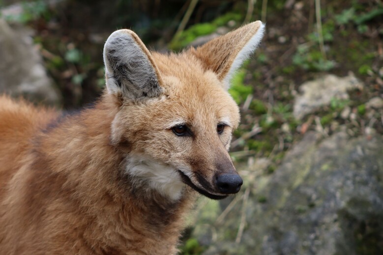 Loup à crinière