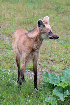 Loup à crinière