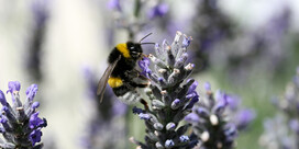 L.P.O. Bourdon terrestre