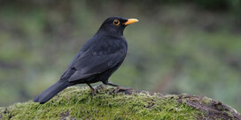 L.P.O. Merle noir