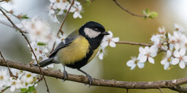 L.P.O. Mesange charbonniere
