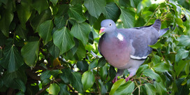 L.P.O. Pigeon ramier