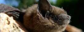 L.P.O. Pipistrelle commune